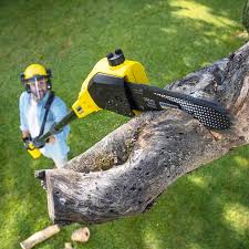 Best Tree and Shrub Care  in Forsgate, NJ