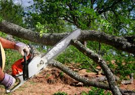 Best Tree Disease Treatment  in Forsgate, NJ