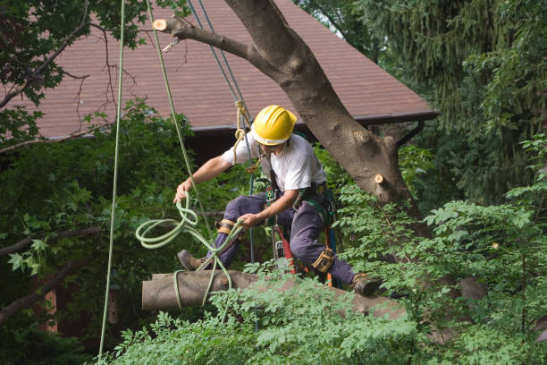 Best Utility Line Clearance  in Forsgate, NJ