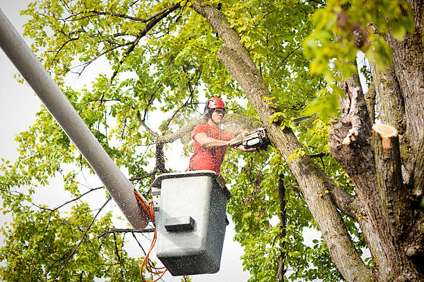 Leaf Removal in Forsgate, NJ