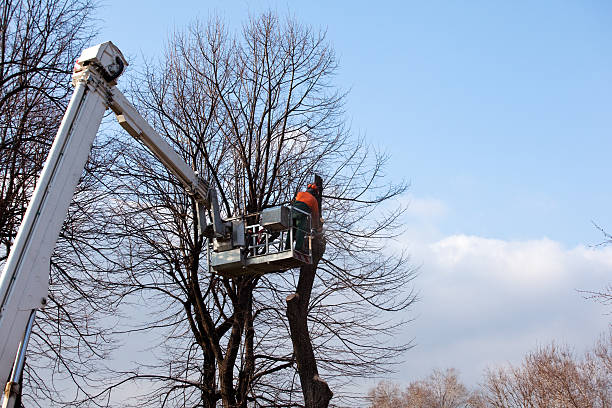 Best Commercial Tree Services  in Forsgate, NJ