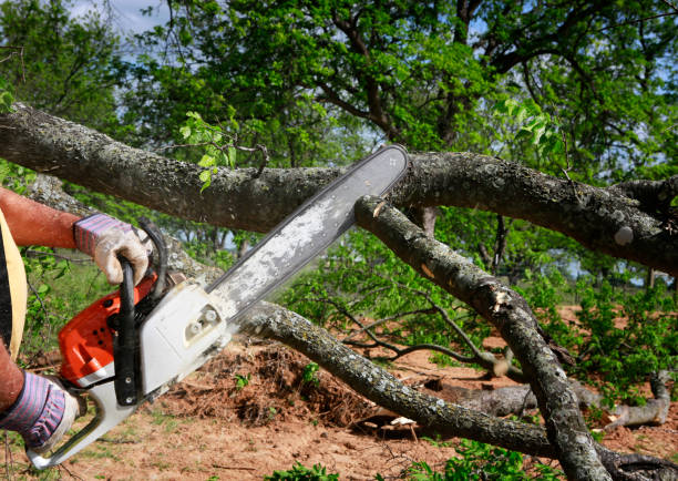 Best Arborist Consultation Services  in Forsgate, NJ